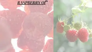 RASPBERRY OIL VIDEO