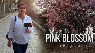 Beautiful  pink blossom flower in banglore. 