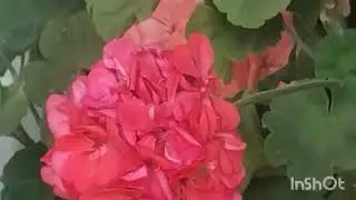 My geranium plant blooming beautiful at home.