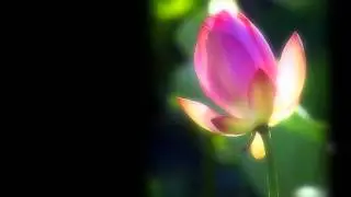 善歌.道歌.聖歌 苦心蓮.wmv