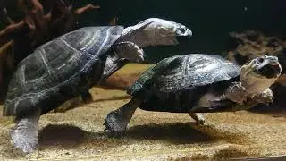 【No.735】オカバンゴハコヨコクビガメ(Pelusios bechuanicus)