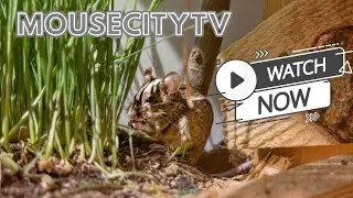 Winter Garden  - MouseCityTV