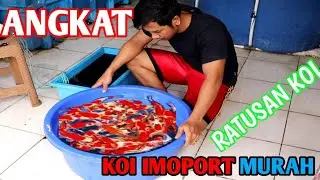 ANGKAT IKAN KOI IMPORT MURAH BERPUNUK TINGGI#IKANKOI#KOI#KOIIMPORT#IKANKOIMURAH#IKANKOIJEPANG#