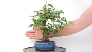 V&iacute;deo 360&ordm; Bonsai Berchemia Racemosa  BHR11