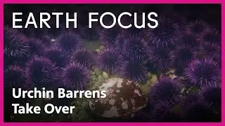 How Purple Sea Urchins are Taking Over California's Coastal Waters | Earth Focus | PBS SoCal