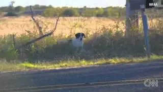!!DOG REMAINS FAITHFUL TO DEAD OWNER!!