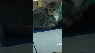 obat flu kucing apa ya😣 #kucing #kucingkampung #kucinglucu #kucingimut #kucingjalanan #kucingviral
