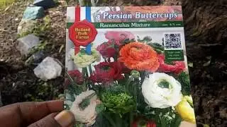 Dollar Tree Ranunculus! (Persian Buttercups)