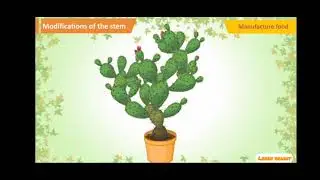 modification of stems in plants