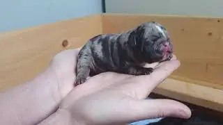 Merle Micro Bully Puppies