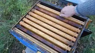 Ruche morte. plus d'abeilles.