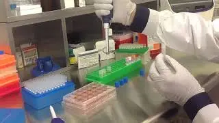 Altogen Biosystems In Vitro SK-BR-3 Transfection Tutorial