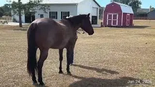 2026 Jan OHSA/Mary Ann Kocolowski & FQHR Sweet Whiskey/Ranch Conformation 
