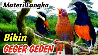 Masteran Murai Batu Aliran Sungai | Natural River Sound Therapy for Mental & Gacor Boost