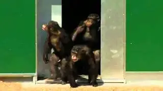Release of chimpanzees, 30 years after undergoing experiments