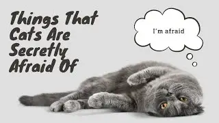 10 Things That Cats Are Secretly Afraid Of
