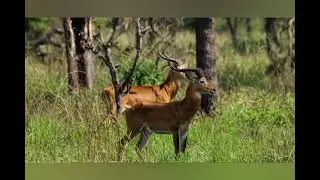 Best of semuliki national park in western region of Uganda 