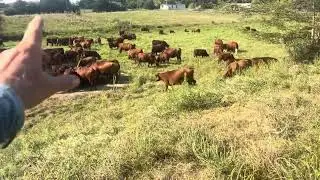 Greg Judy shows how piped livestock water shines in a drought situation.