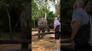 Nature With Elephants 🐘 | Majestic Giants Living Free in Cambodia&rsquo;s Forest Sanctuary