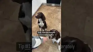 Managing a multi pet household