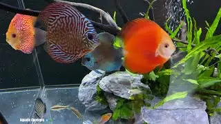 5 Beautiful Scape Ideas For The 65-90 Gallon Discus Aquarium