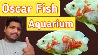 #aquaworld #aquarium #shorts Oscar fish aquarium | Short Video