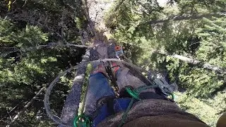 Removing Uprooting Tree Caused By New Sand Filter System