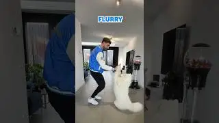 Wie kan de meeste trucjes: Paco of Flurry?