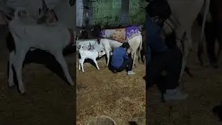 First timer cow ll live milking