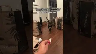 Nervous Rescue Dog Finally Learns To Take Treat From Humans