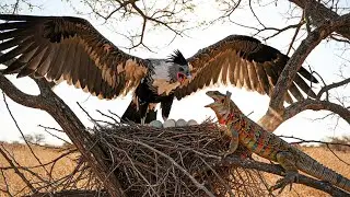 Secretary Bird her eggs vs Frilled Lizard! Insane Battle Over the Nest Caught on Camera.