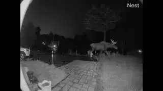 Midnight Moose on the Loose