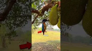 Warum steckt dieser Vogel an einem Baum fest? 🤔 #shorts