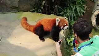Red Raccoon performing tricks !
