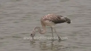 Greater Flamingos looking into water Wetland Wildlife Scene