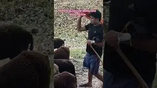 A bond of nature, shepherd and sheep। @madhubanibihar233