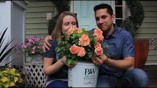 Meet At Last Rose from Proven Winners ColorChoice