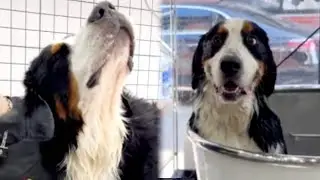 Dog Cleaning | Glass Heart Bern Mountain | The cleaning process is super well behaved and enjoyable