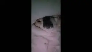 Hello Everybody! Happy New... Zzz..... #cutedog #sleepingdogs #viraldog #dognap #dog