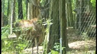 Rotwild im Heissiwald Essen-Bredeney
