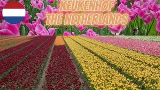 Walking Together at Tulip Farm with Ambient Music Keukenhof in Netherlands チューリップ農園で一Tulpenfarm
