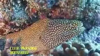 A MARINE PARADISE DUGONG DIVE CENTER