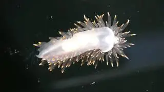 Janolus fuscus at Ford's Cove