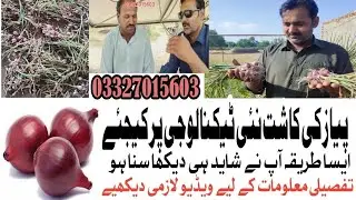 پیاز کی کاشت نئی ٹیکنالوجی پر کیجئے کمال نتائج  Onion crop with latest technology excellent results