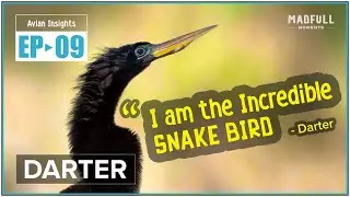 The Darter &rarr; Underwater Hunter ● #facts @MadfullMoments ◌ EP►09
