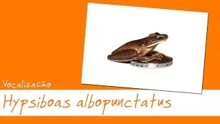 Vocaliza&ccedil;&atilde;o de Hypsiboas albopunctatus