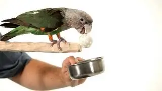 Teach Your Parrot to Fetch from a Perch | Parrot Training