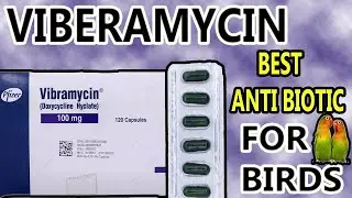 Vibramycin Best Antibiotic For Lovebirds in Urdu/Hindi|Best Antibiotic Birds Ke leye Viberamycin|