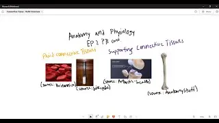 Fluid & Supporting Connective Tissues Explained - EP 2 Part B (cont.)