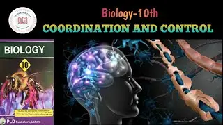 Coordination | Types of coordination | Coordination and Control | Biology || Study Essentials Online
